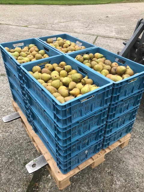 Stoof peren (Gieser Wildeman)