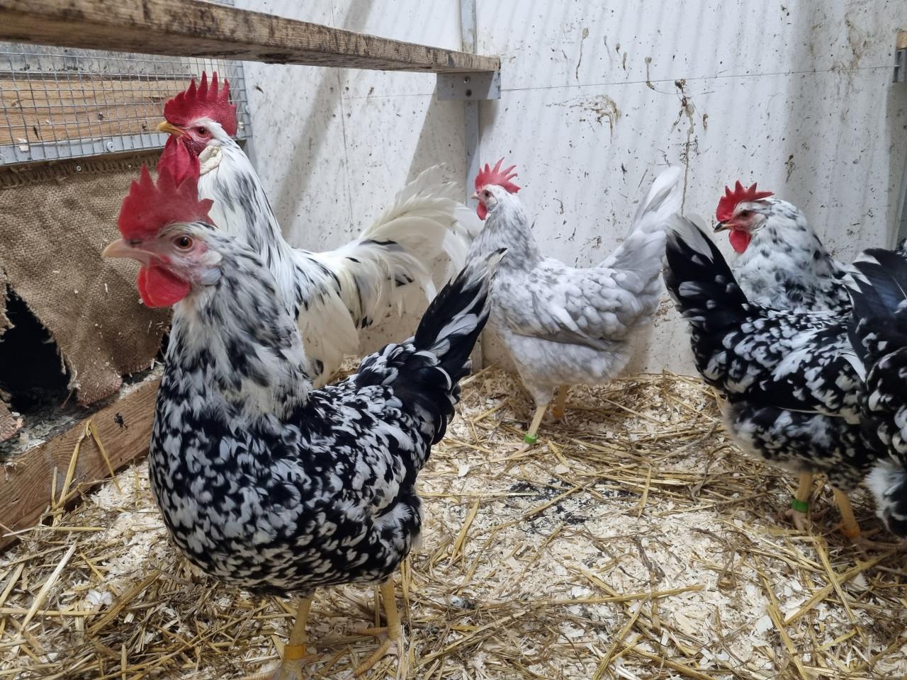 Broedeieren Bonte leghorn