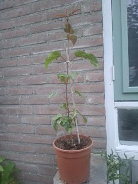 Bijzondere Slangenhuid Esdoorn