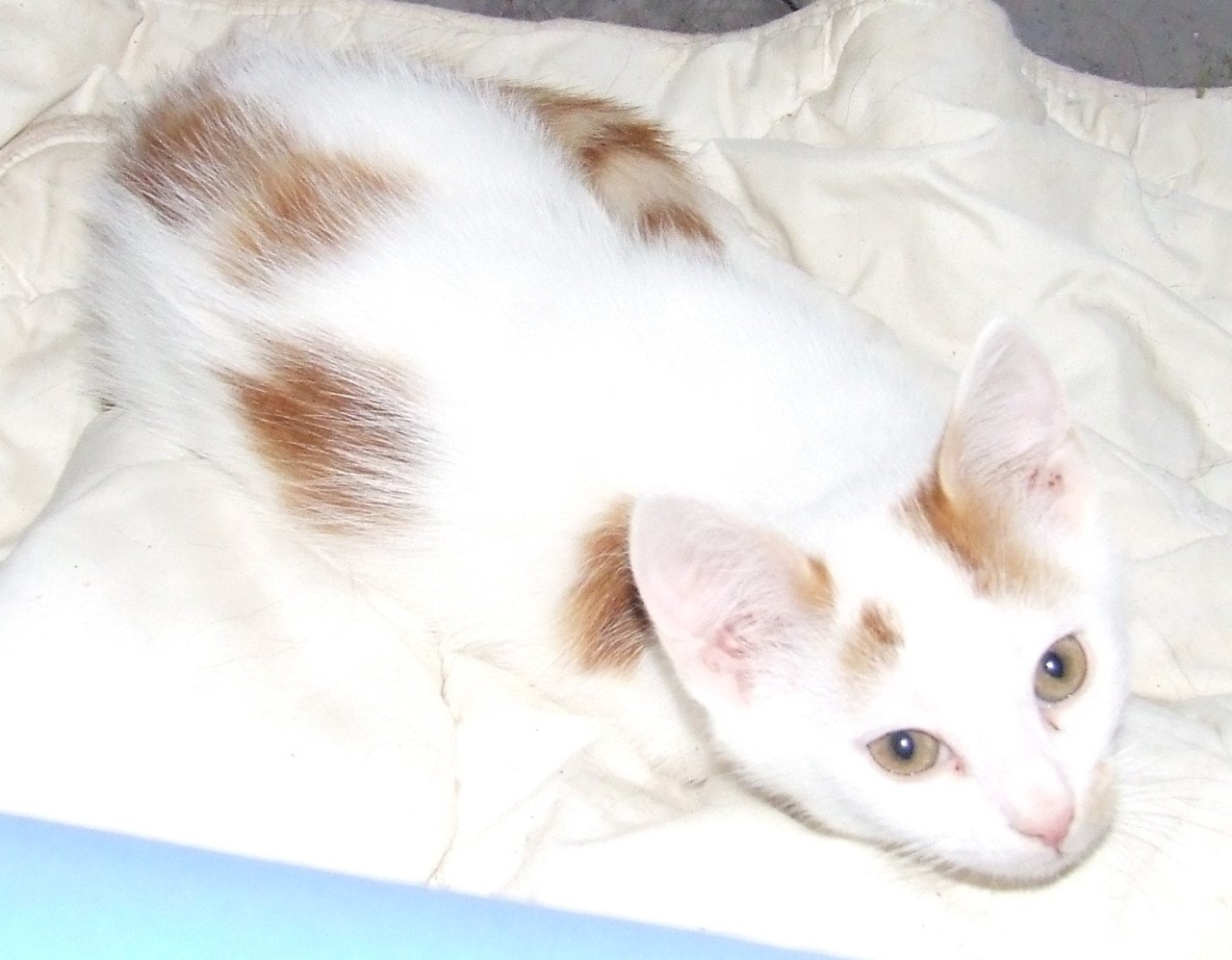 Kittens