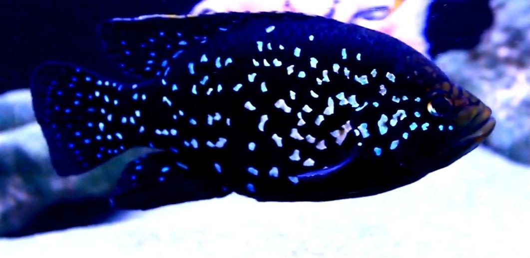 Black Diamond Andapa