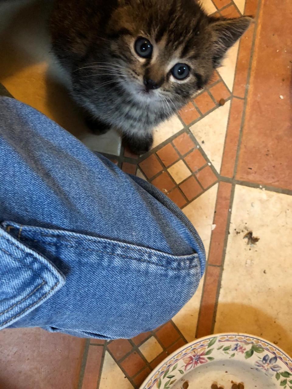 Kittens (mannetjes)
