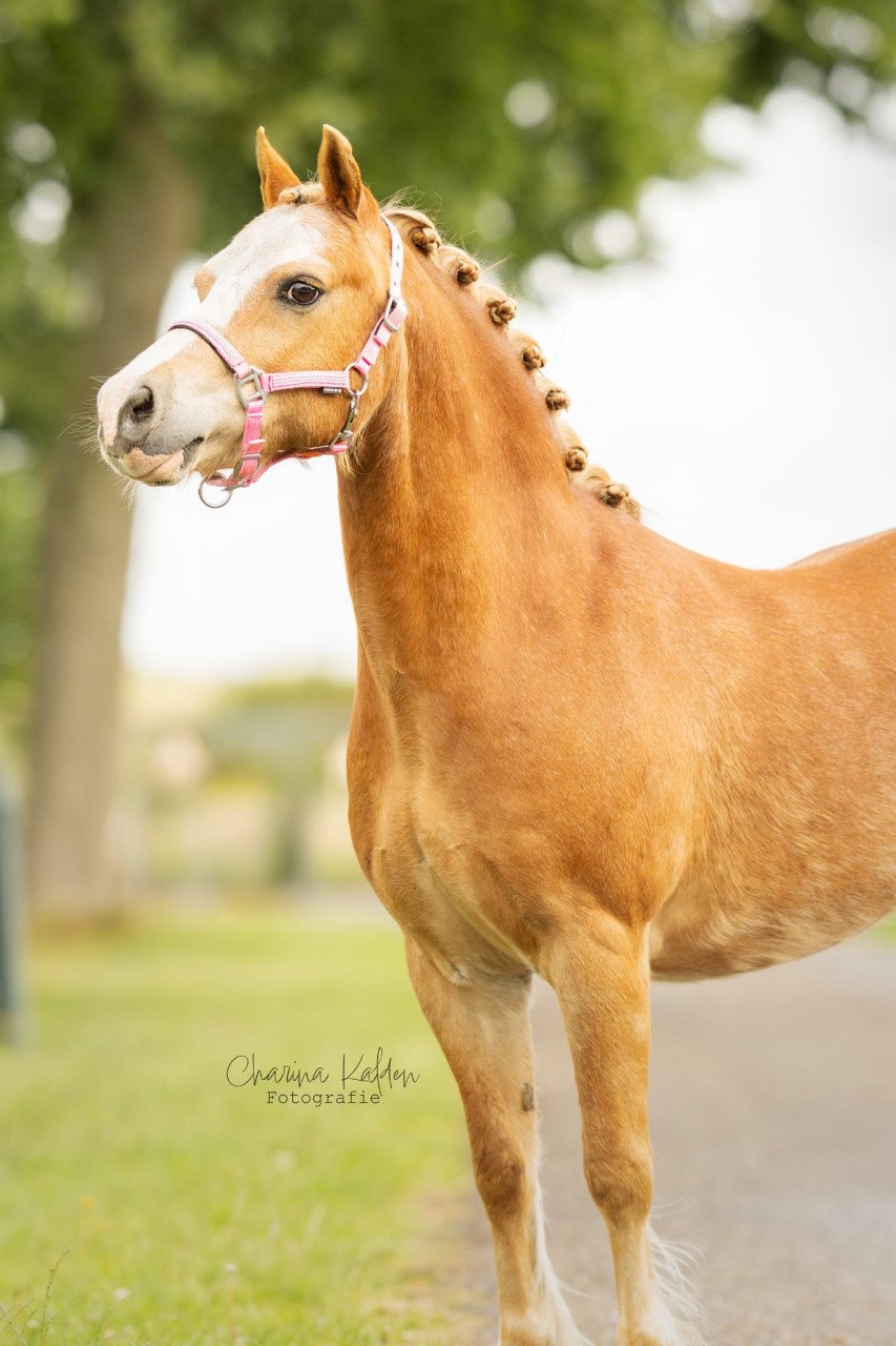 Brave Welsh pony bereden en betuigd