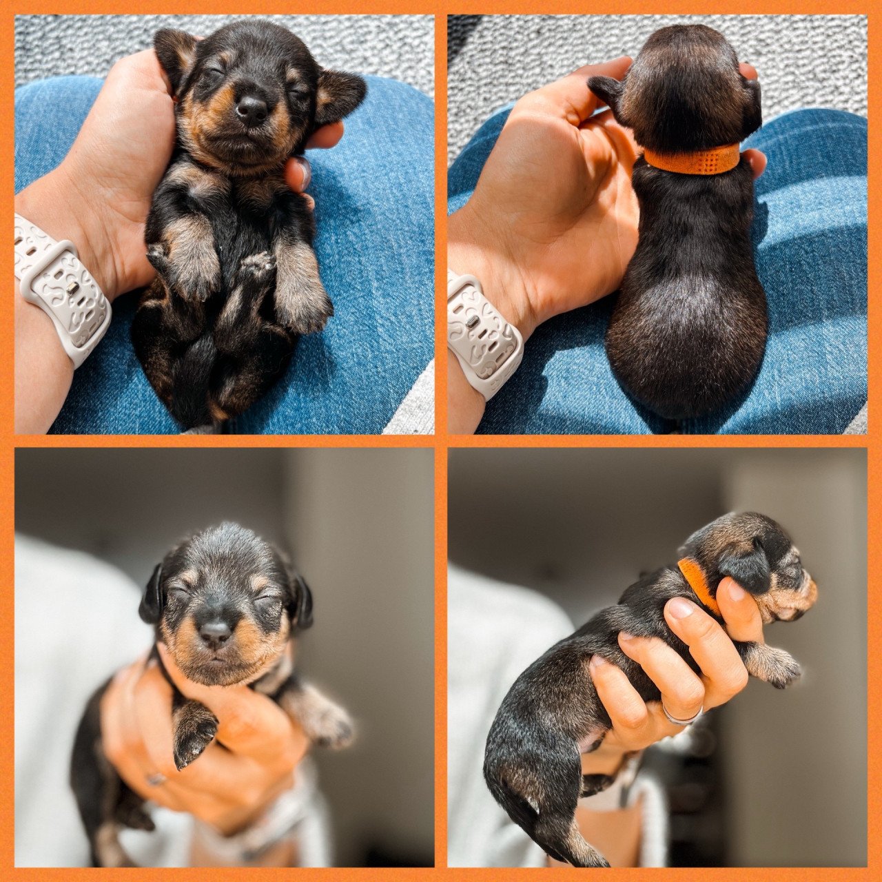 De liefste ruwharige teckel pups❤️