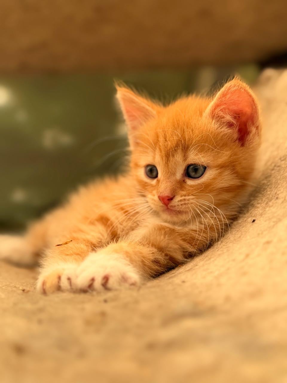Prachtige kittens