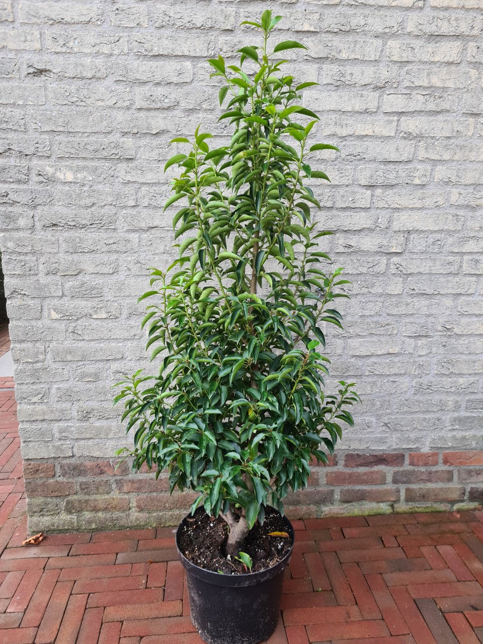 Portugese laurier 100-125 cm potgekweekte haagplanten