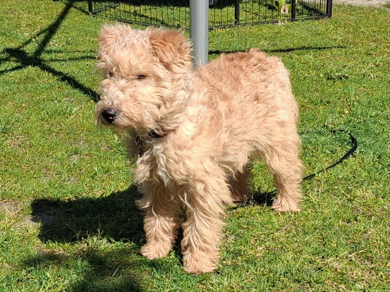 Lakeland terrier pup met stamboon