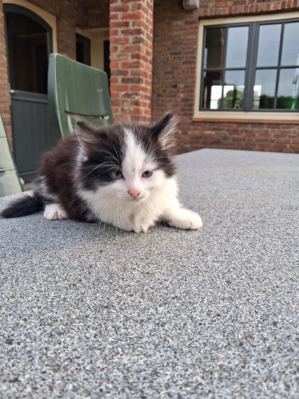 Kitten