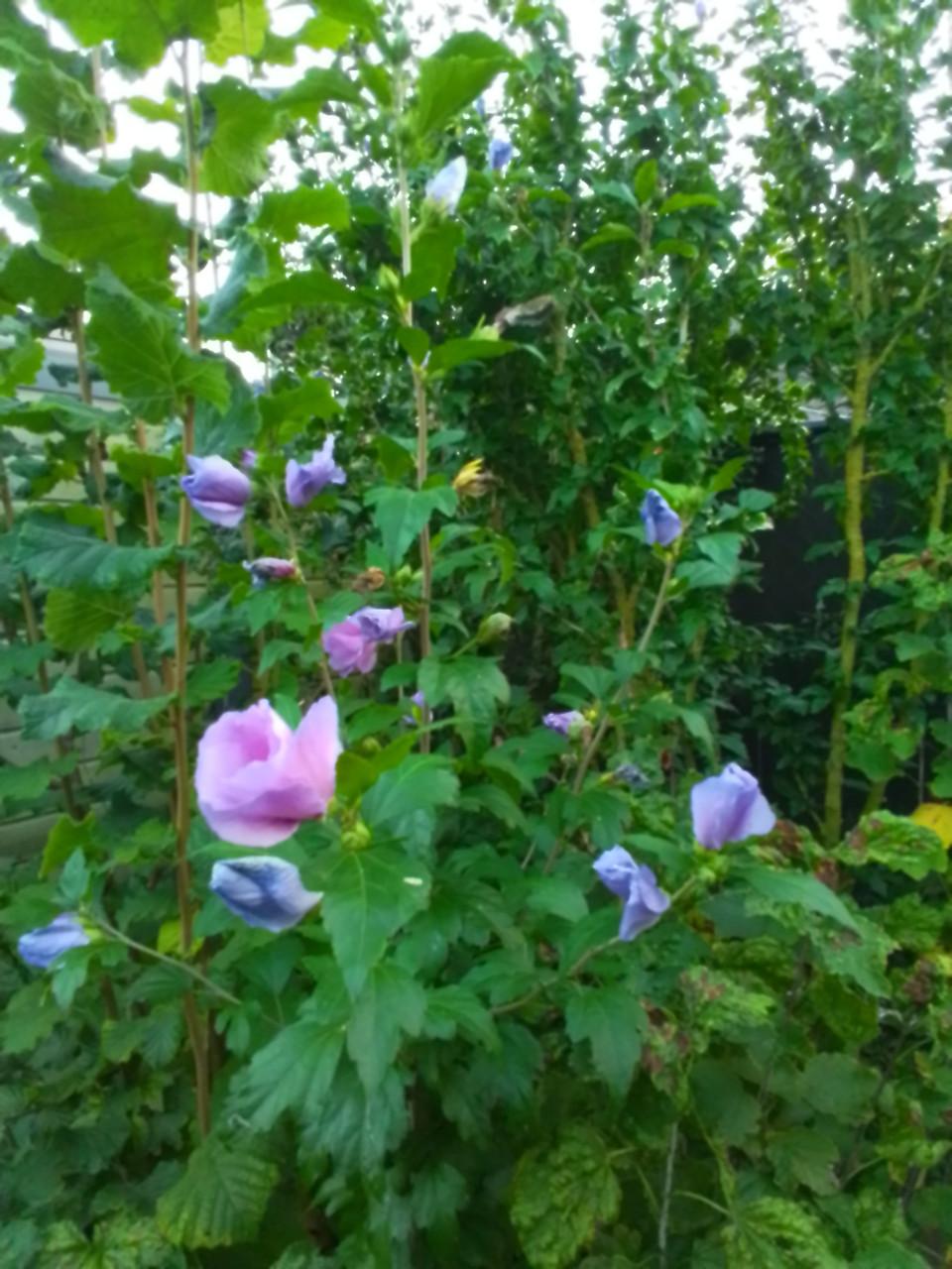 Jonge hibiscus struiken.