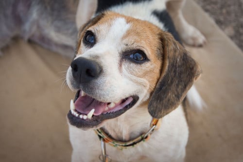 Superlieve Beagle Betsy zoekt een heel lief baasje!