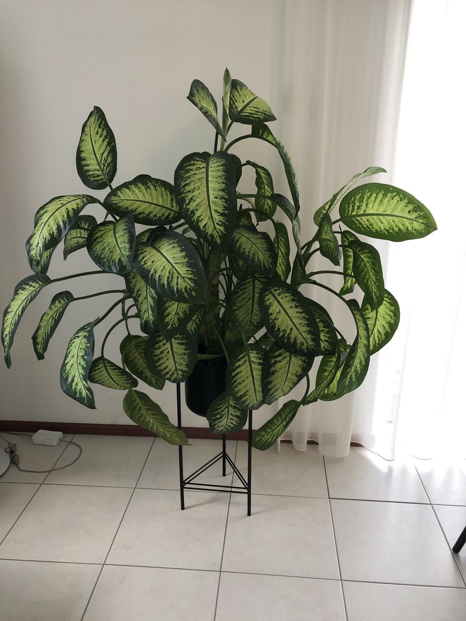 Kamerplant