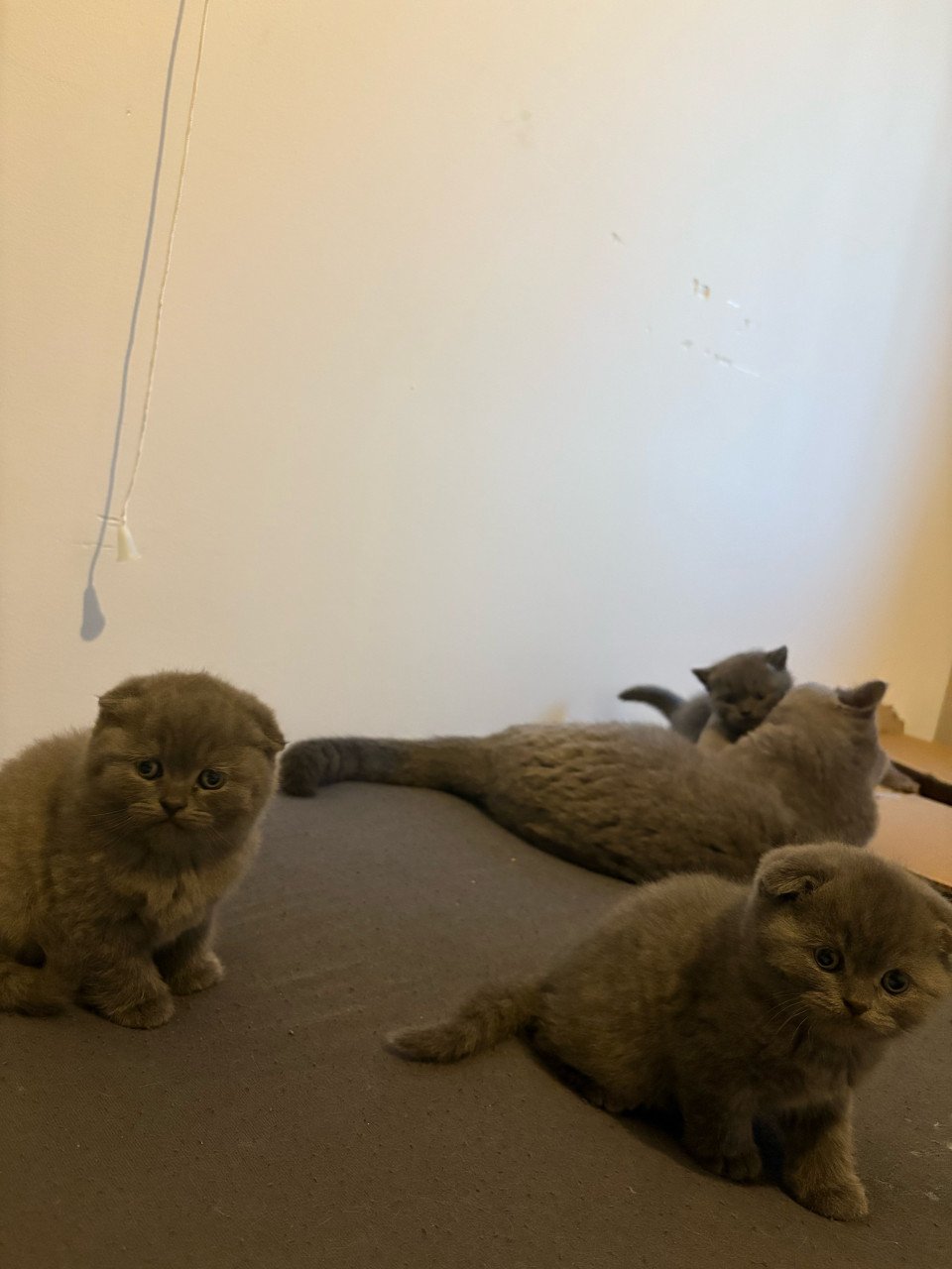 Britse Korthaar Kittens