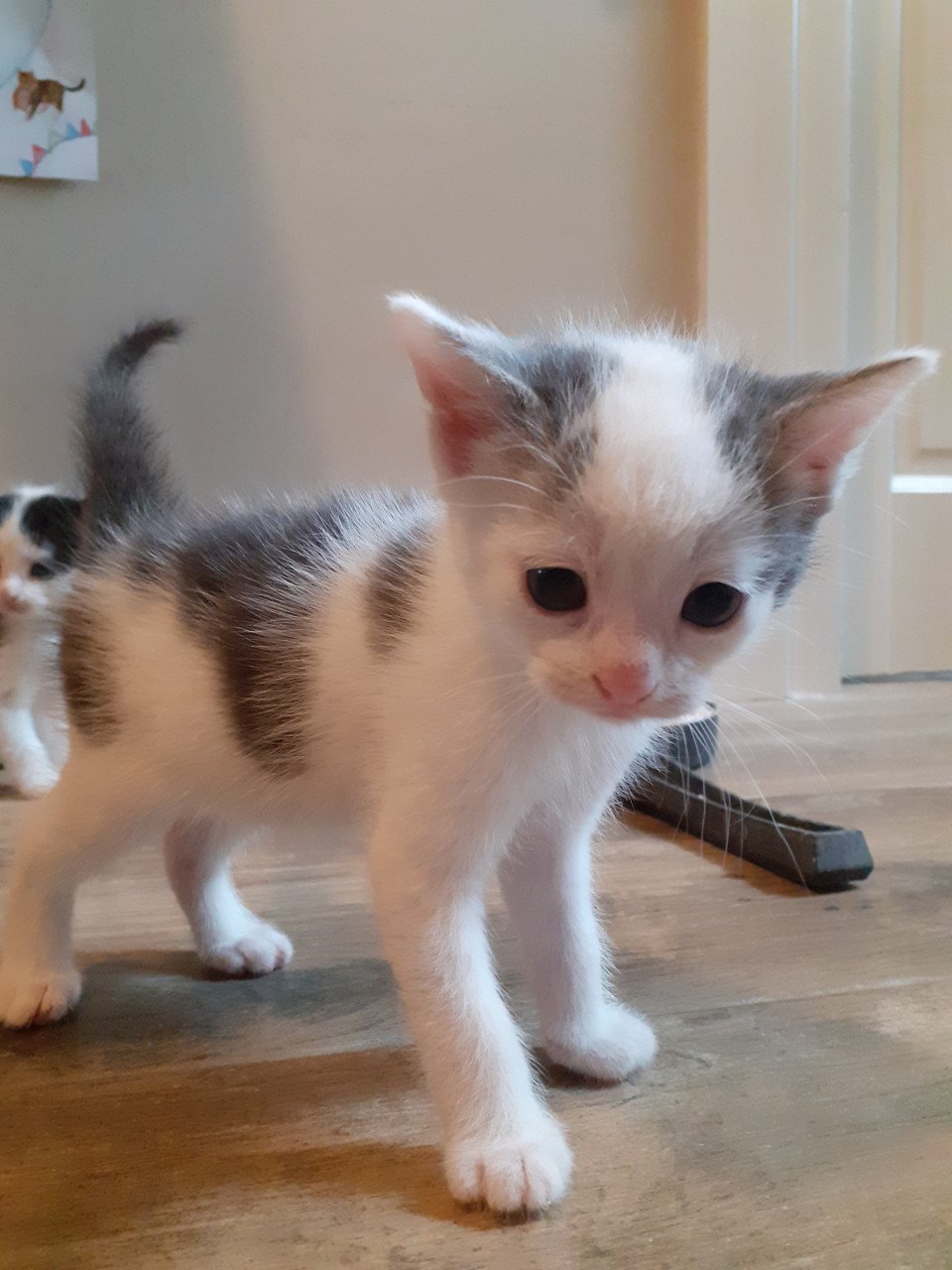 Kittens