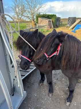 Te koop 2 Shetland merrie's
