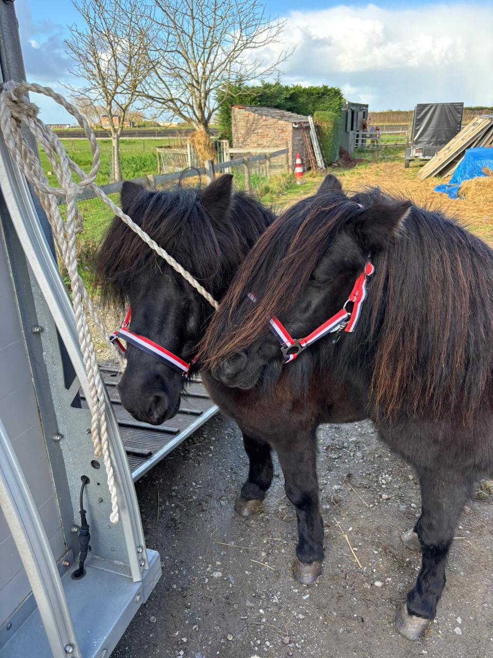 Te koop 2 Shetland merrie's