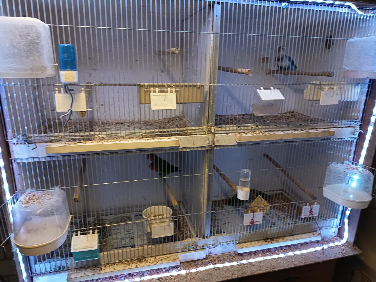 8 agapornissen met kooi en alle toebehoren