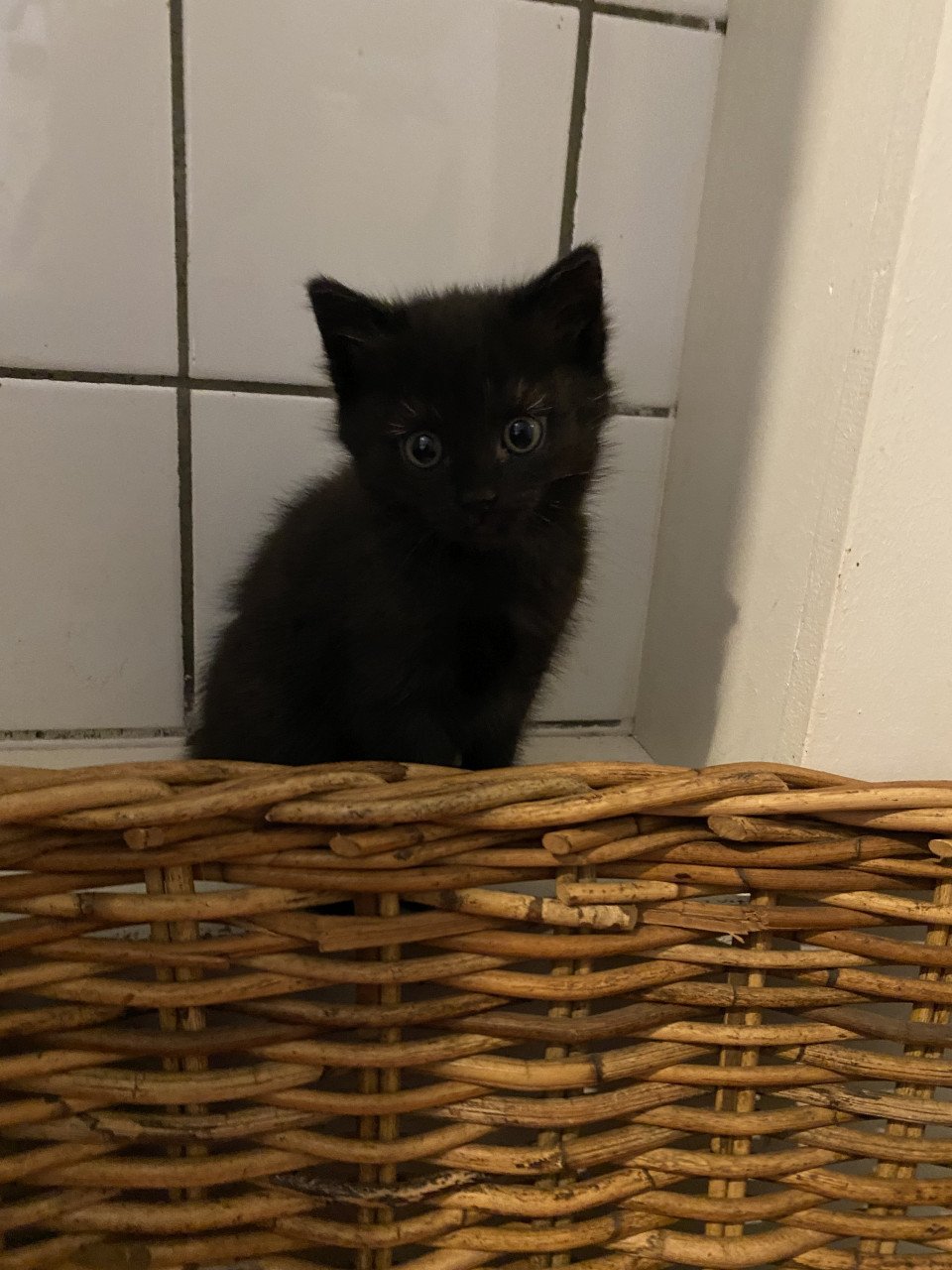 2 kittens