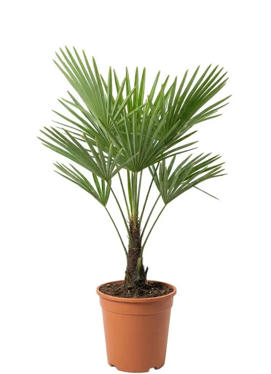 Chinese waaierpalm