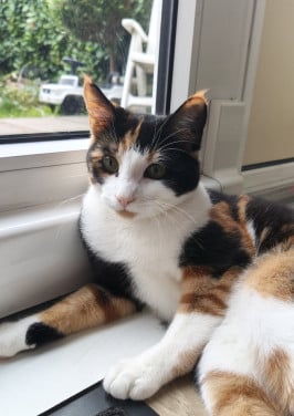 Lieve poes zoekt nieuw huis