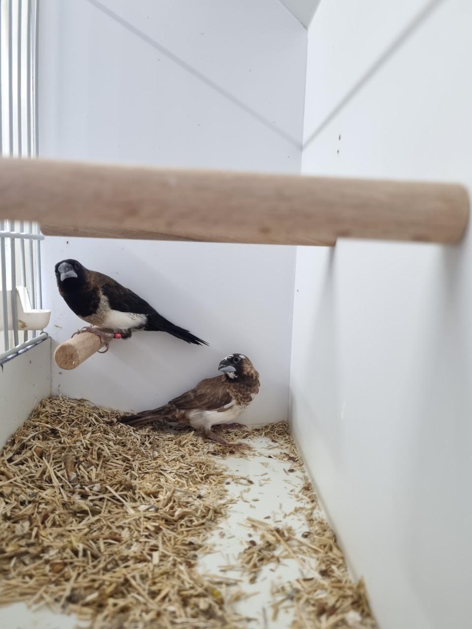 Koppeltje japanse meeuwen