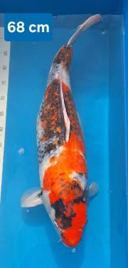 Ueno Showa 68 cm