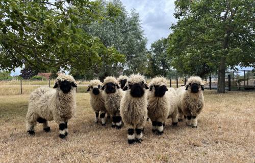 Bijzondere Walliser Schwarznase schapen