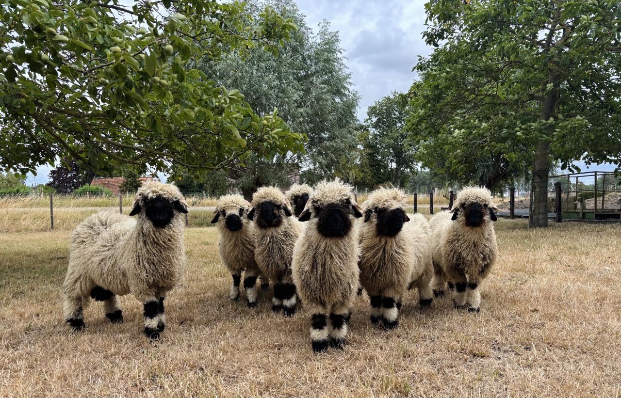 Bijzondere Walliser Schwarznase schapen