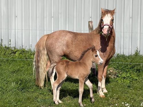 Welsh pony met veulen