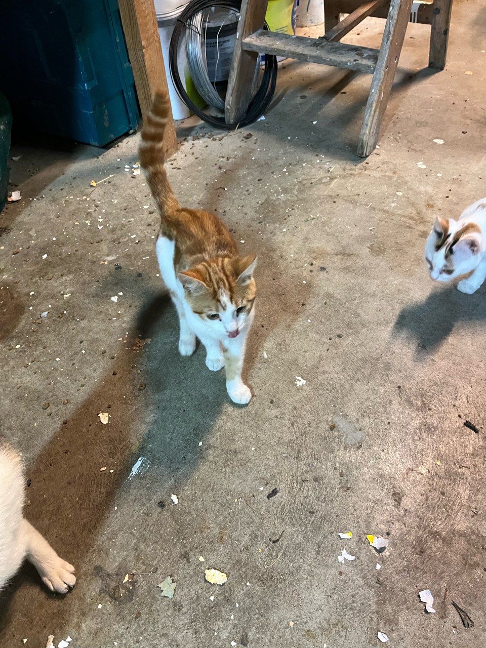 Kittens