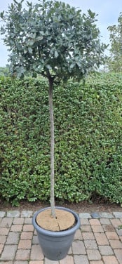 Steeneik op stam.2 Meter hoog