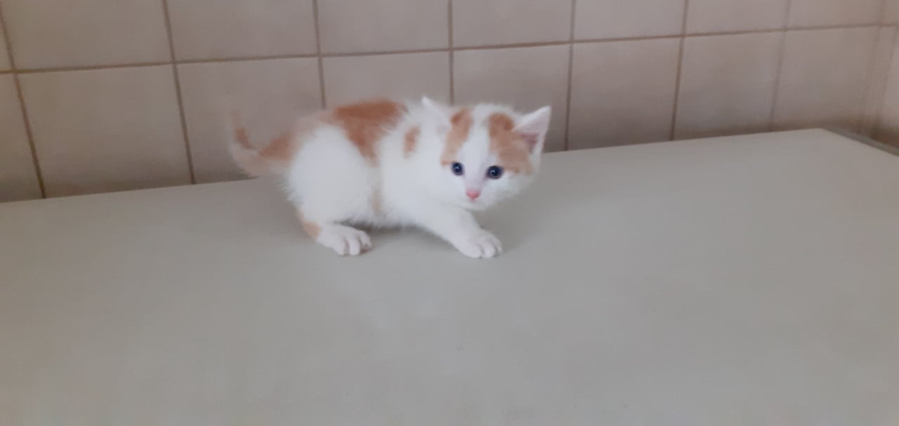 Kittens