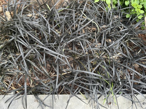Slangebaard (Ophiopogon planiscapus 'Niger')