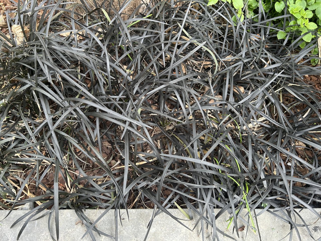 Slangebaard (Ophiopogon planiscapus 'Niger')