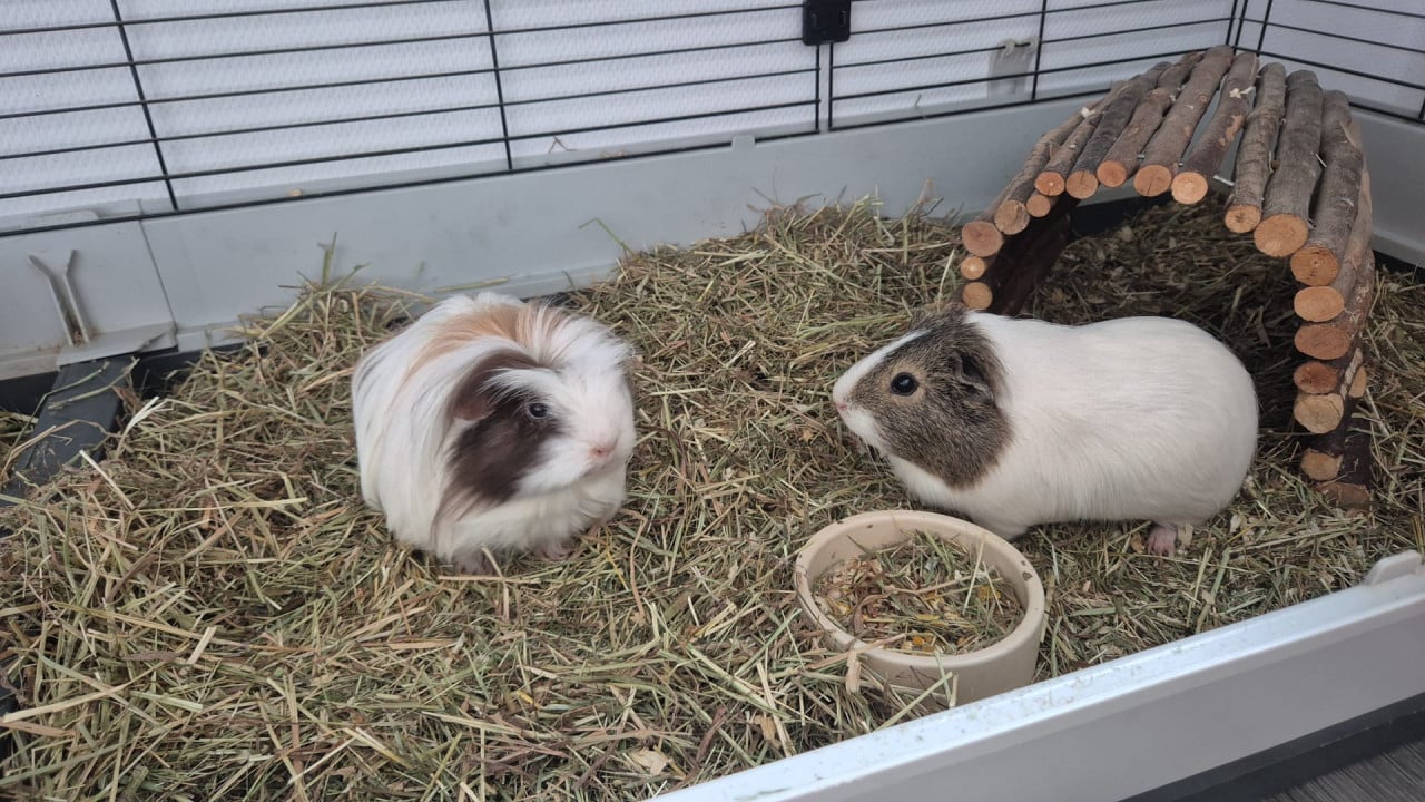 Cavia