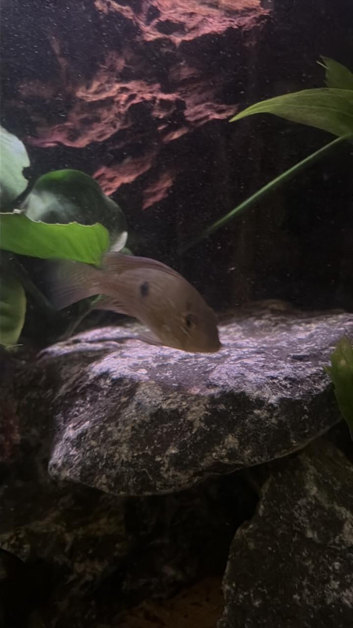 Aquariumvissen divers