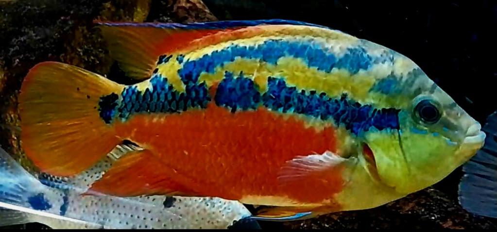 Kleurijke cichliden