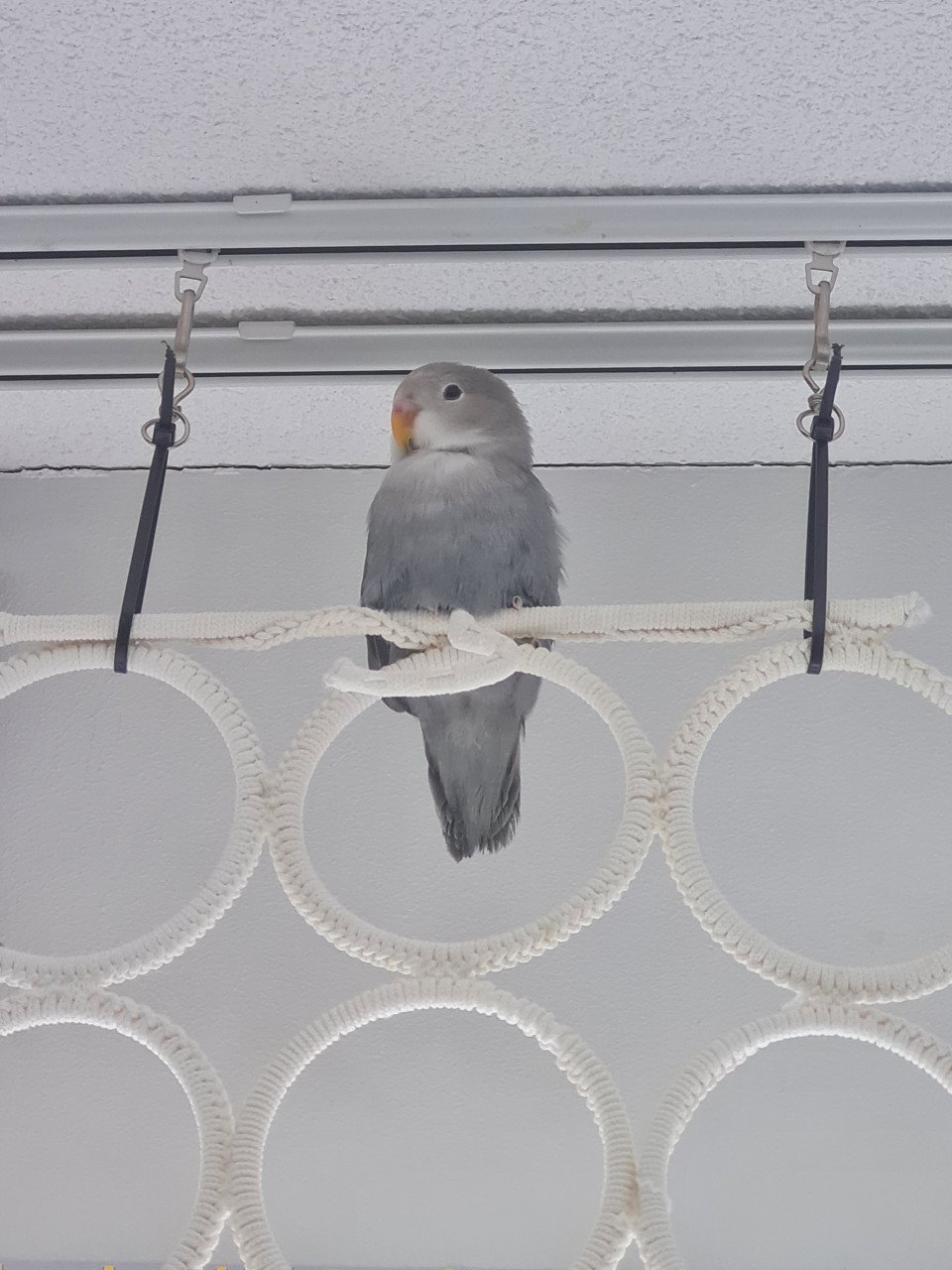 Jonge Agapornis Roseicollis te koop