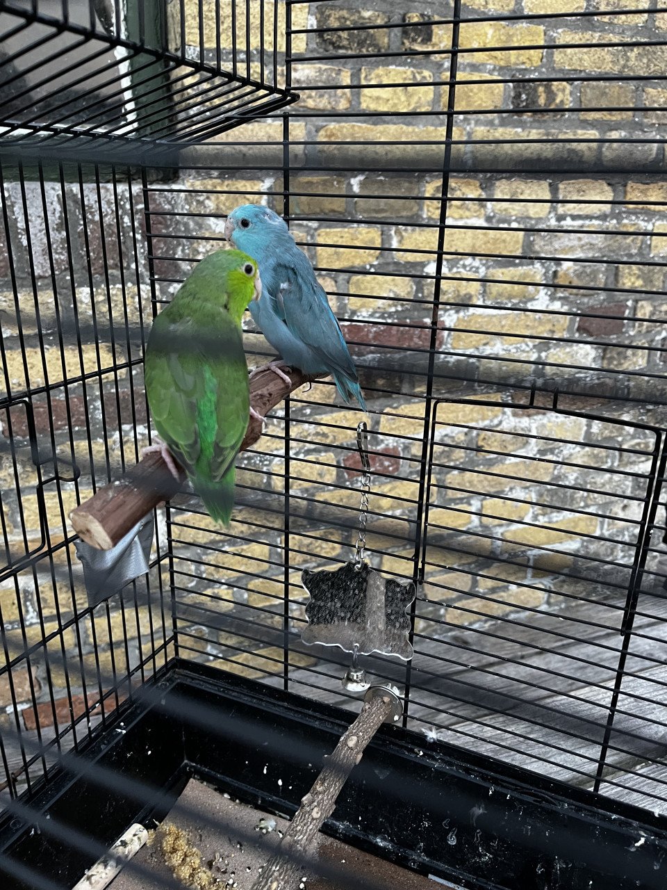 Twee leuke Forpussen popjes