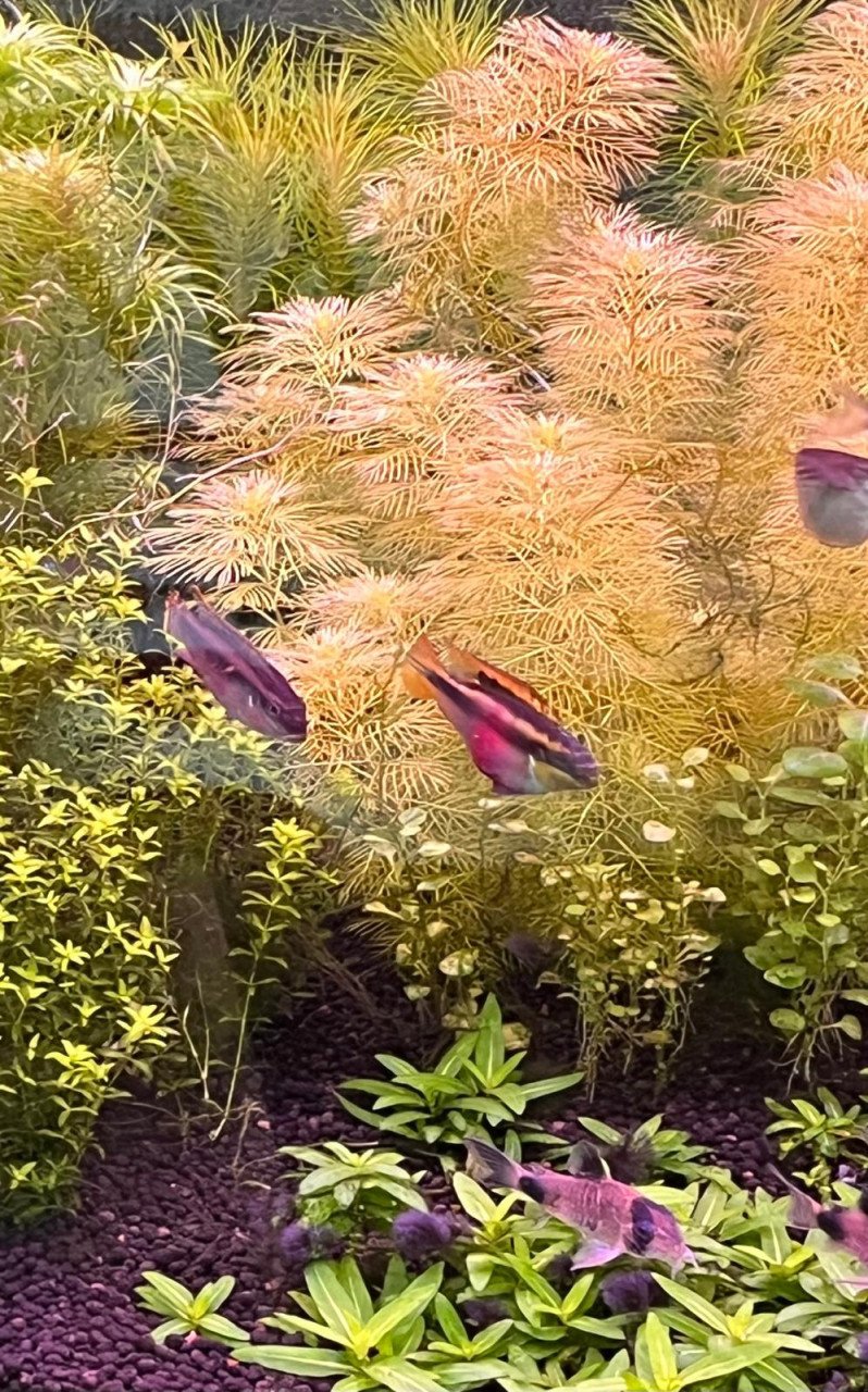 Pelvicachromis Taeniatus Moliwe