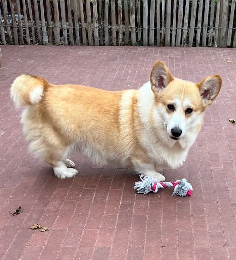 Welsh corgi pembroke puppies