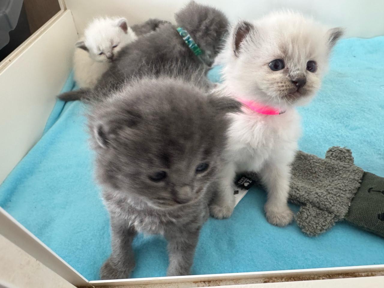 Ragdoll x Nebelung kittens katertjes en poesjes beschikbaar