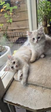 2 ragdoll kittens