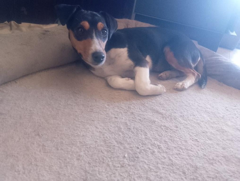 Alora Dog Rescue: Kleine Mischa, wie geeft haar een thuis?