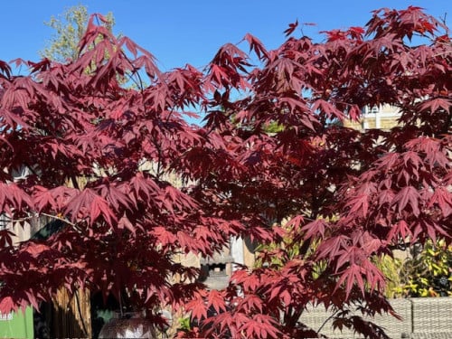 Japanse esdoorn  cq Acer