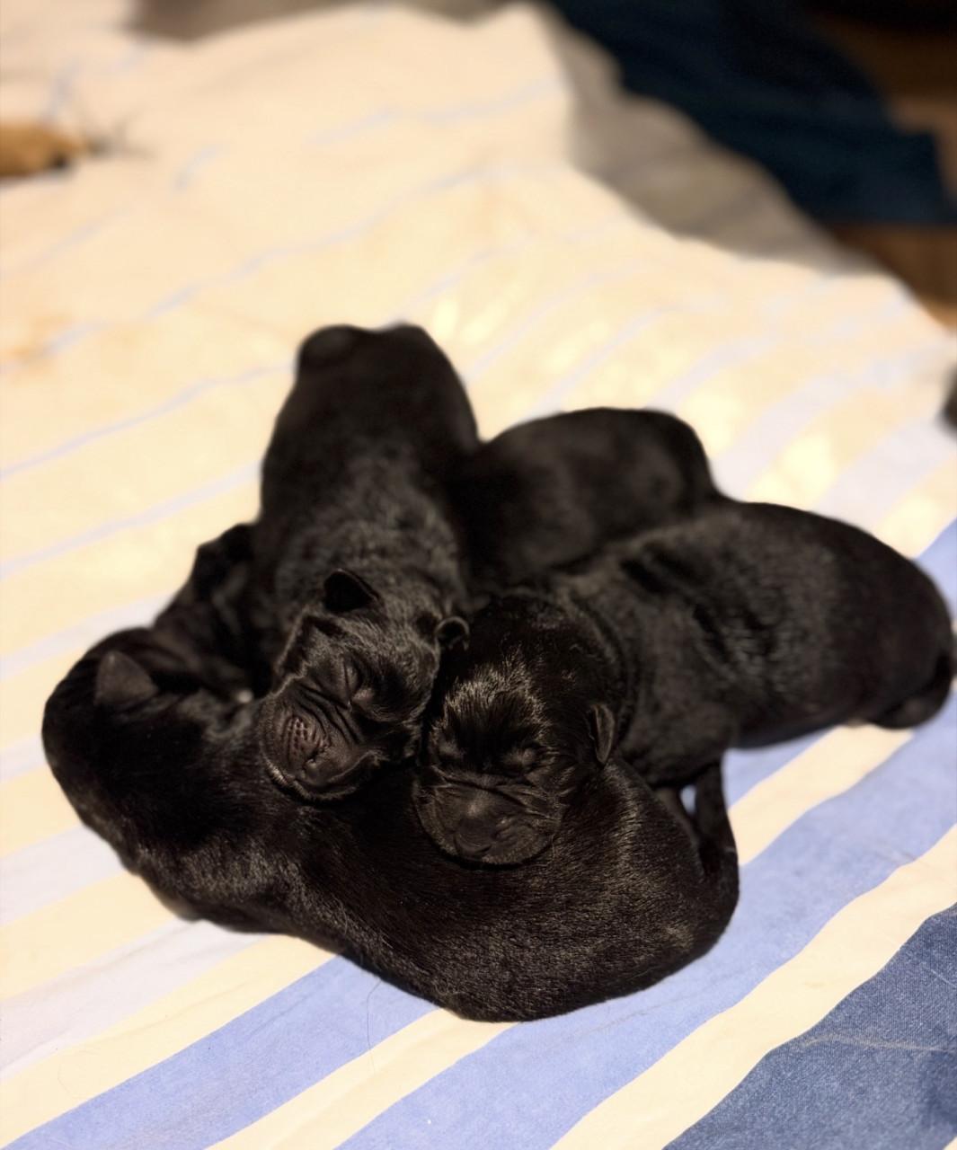 Duitse herder - Labrador pups