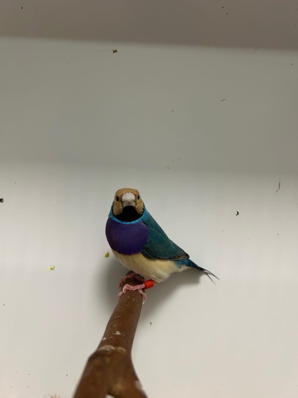 2-1 gouldamadine blauw