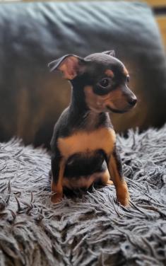 2 dwergpinscher teefjes