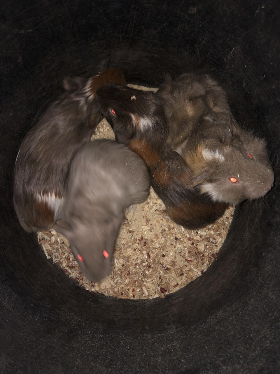 Baby cavia’s!!! Speciale kleurtjes!