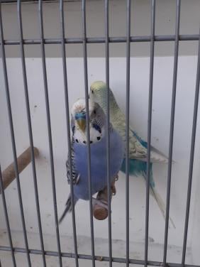 Koppels grasparkieten