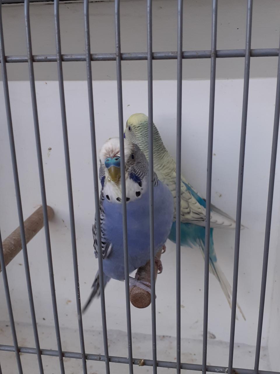 Koppels grasparkieten